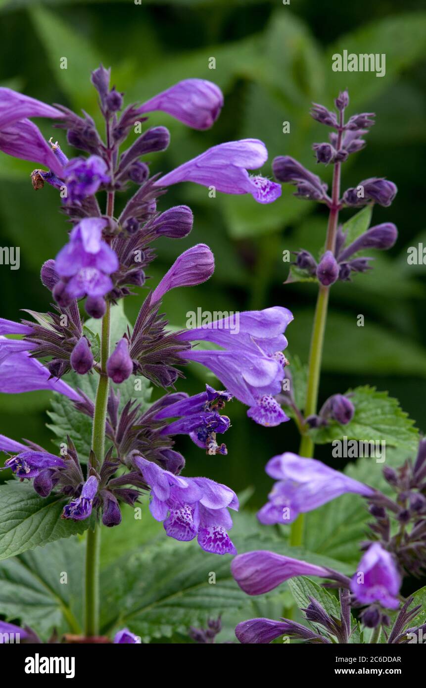 Nepeta 'Blue Dragon' Banque D'Images