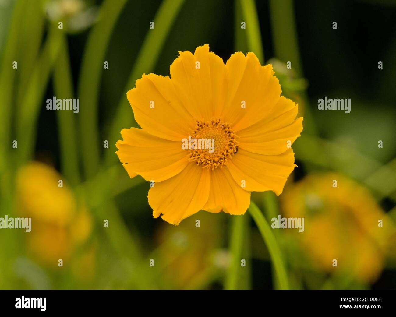 Le Coreopsis 'chnittgold» Banque D'Images