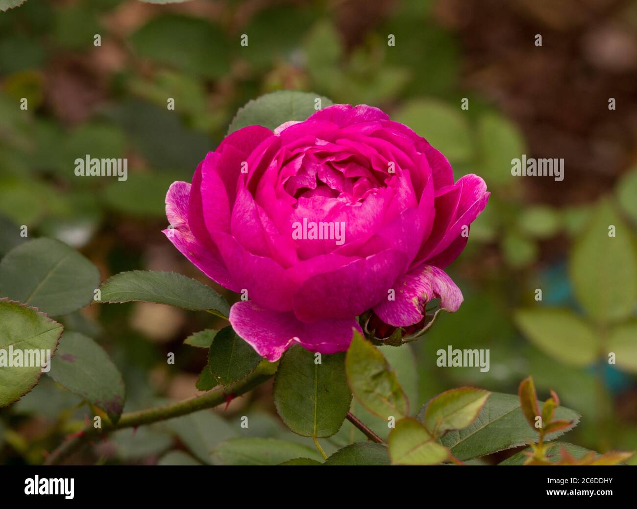 Rose Noble Antony Banque D'Images