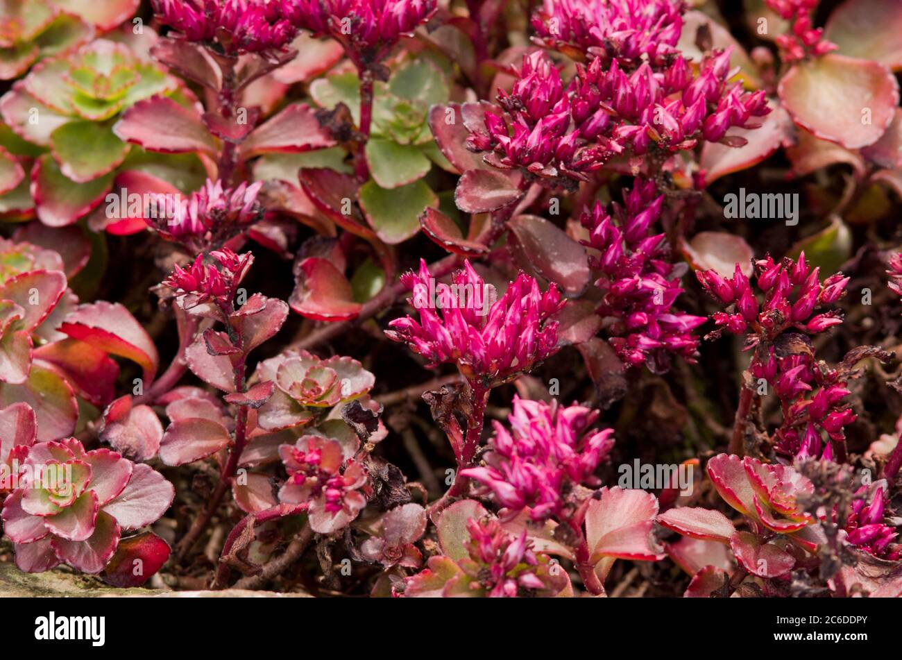 Sedum sjinium Fuldaglut Banque D'Images