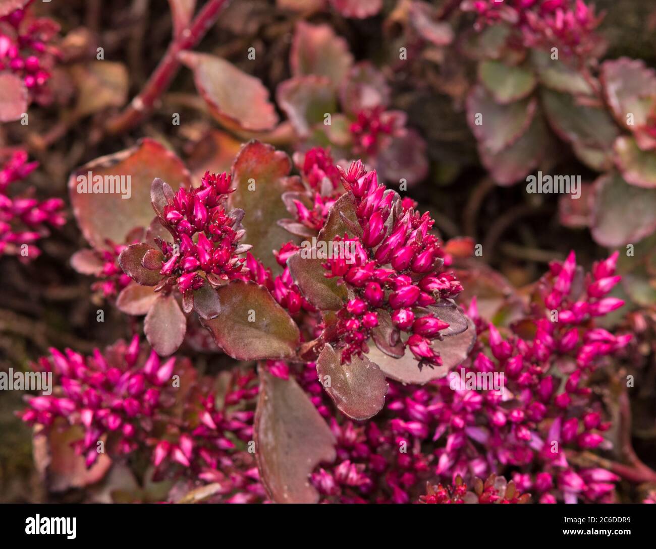 Sedum sjinium Fuldaglut Banque D'Images