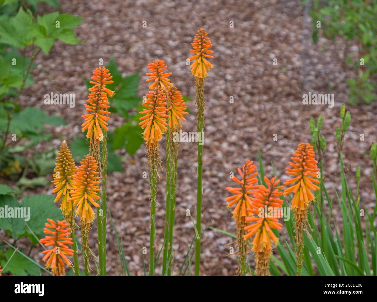 Kniphofia « Fiery Fred » Banque D'Images