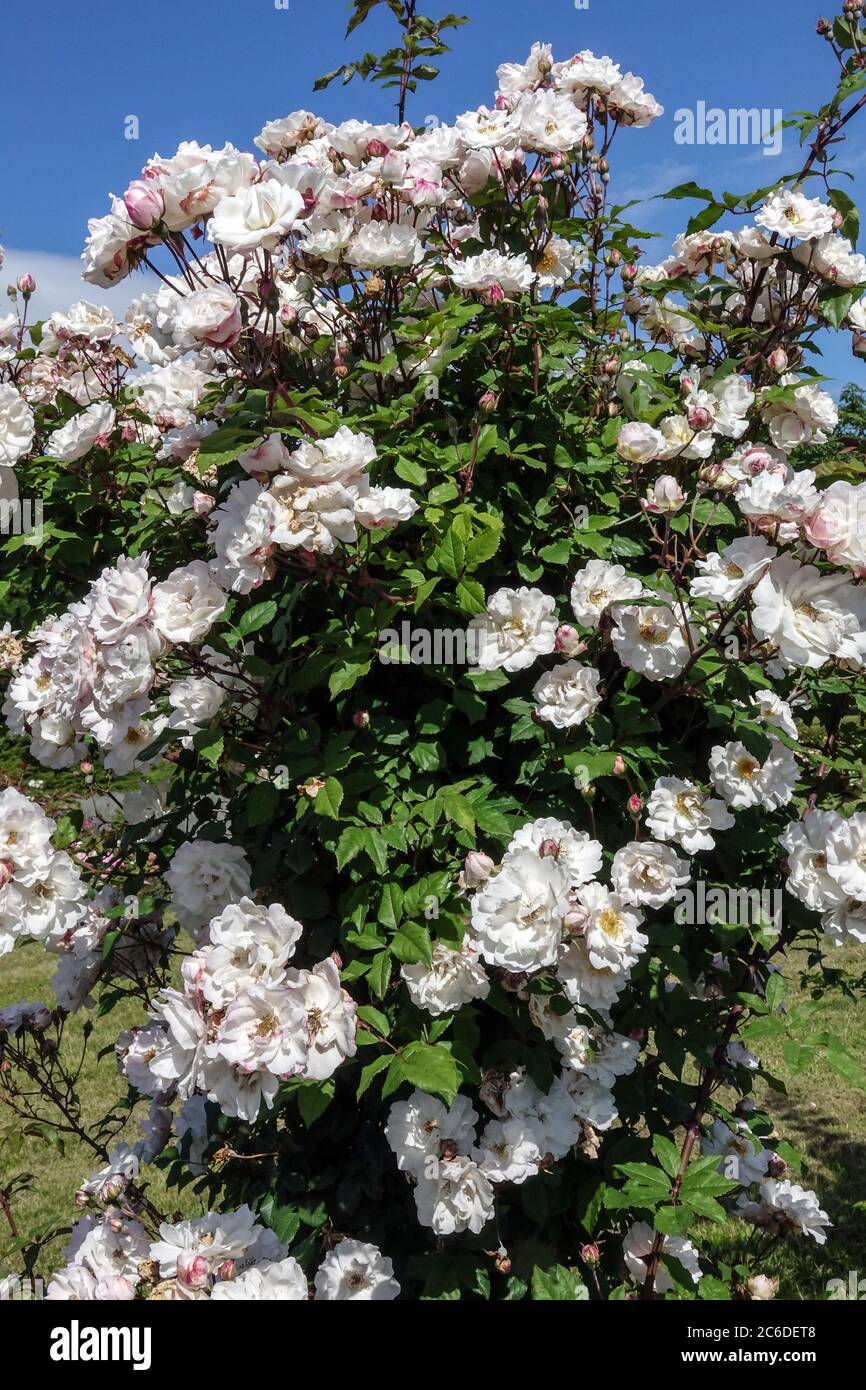 Roses blanches dans le jardin fleurs de juin jardin roses blanches Banque D'Images