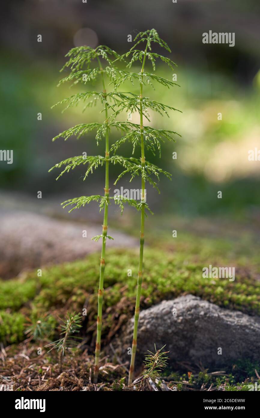 Plante toxique Equisetum sylvaticum dans la forêt d'épinette. Connu sous le nom de fer à cheval en bois. Plantes vertes poussant dans la forêt d'épinette dans la mousse et les aiguilles. Banque D'Images