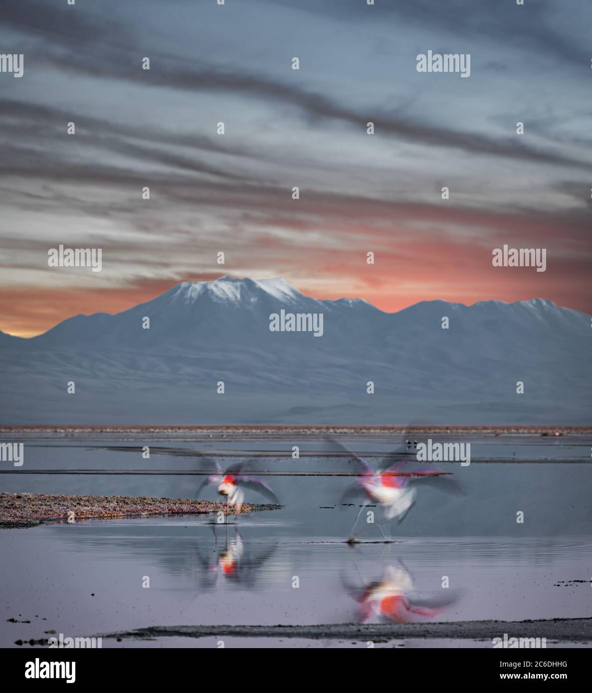 Flamants flous volant au crépuscule sur le lac Banque D'Images