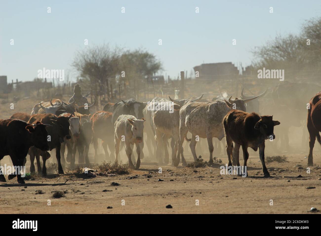 Troupeau de bovins provenant d'un pâturage dans une zone rurale sèche en Afrique du Sud Banque D'Images