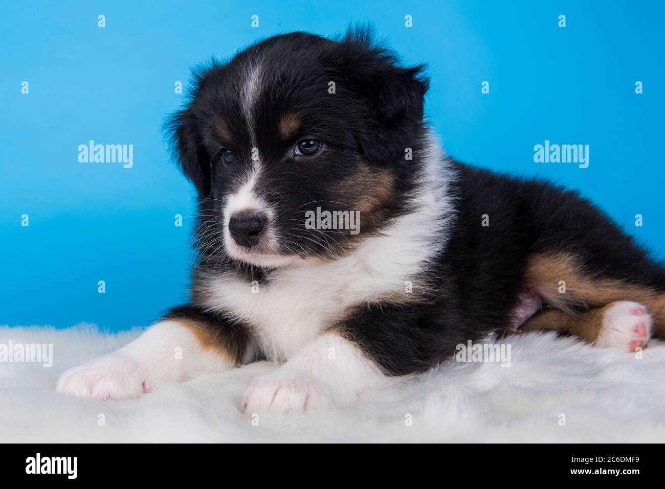 Black tan australian shepherd puppy Banque de photographies et d'images à  haute résolution - Alamy