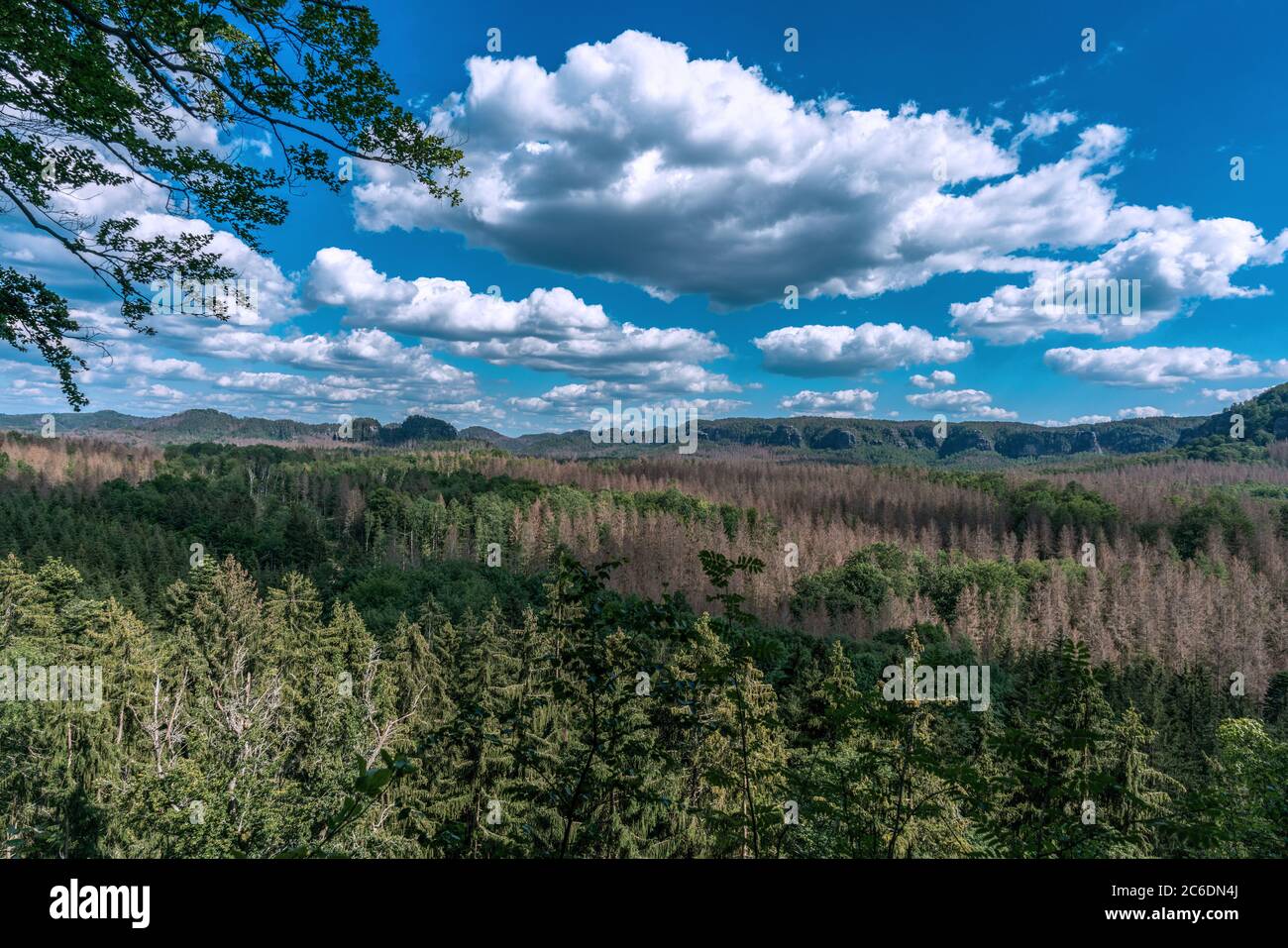 Arbres bruns morts dans la vallée, au sud de la formation rocheuse de Kuhstall en Suisse saxonne Banque D'Images