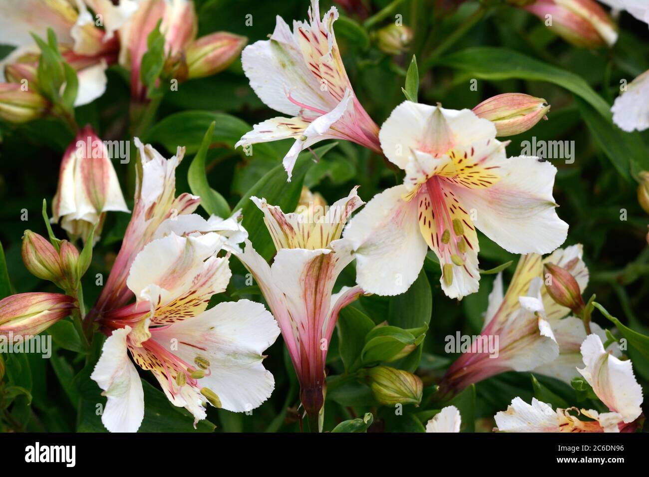 Alstroemeria Broushing Bride fleurs Lily péruvienne des Incas Banque D'Images