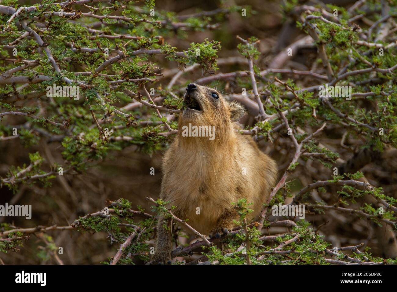 Roche Hyrax, (Procavia capensis). Photographié en Israël Banque D'Images