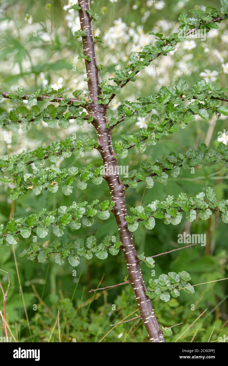 Scheinbuche, Nothofagus antarctique, hêtre translucide, Nothofagus antarctique Banque D'Images