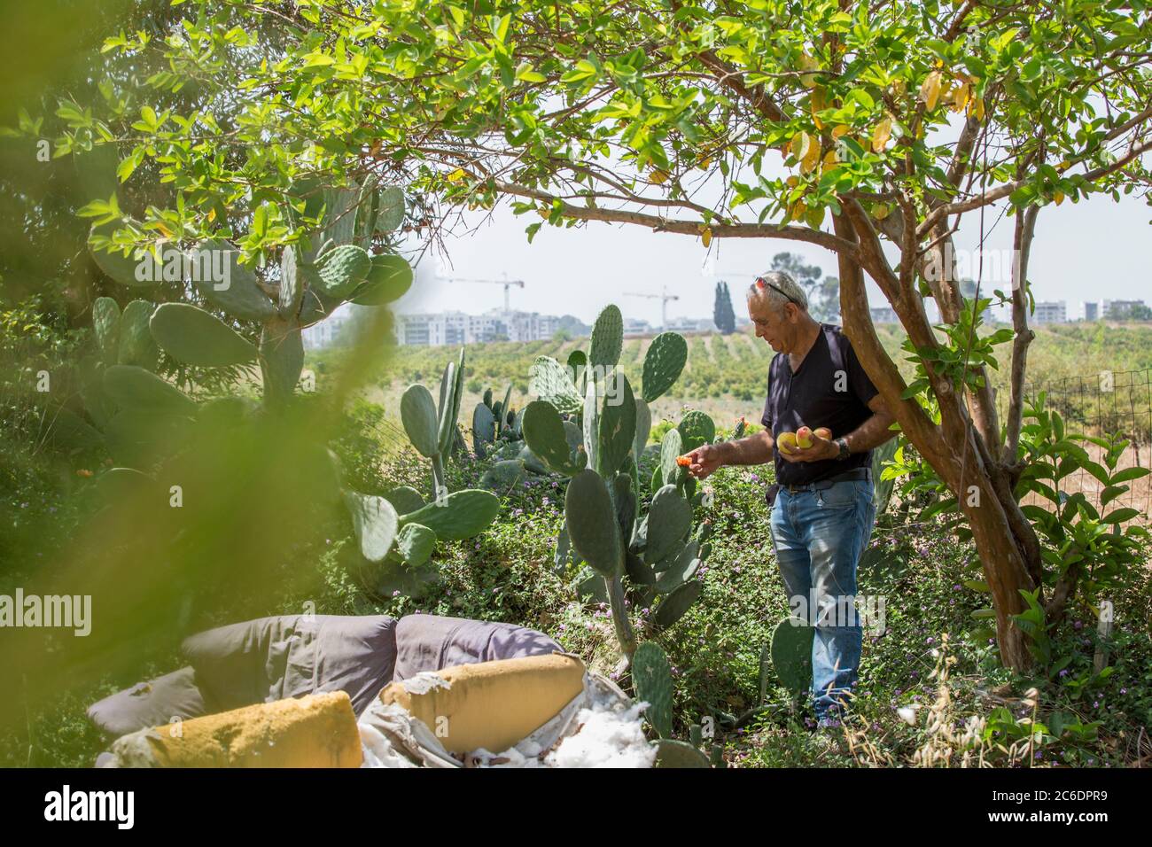 Un agriculteur israélien inspecte ses terres agricoles photographiées à Haniel [un moshav dans le centre d'Israël. Situé dans la plaine de Sharon près de Netanya et Kfar Yona], I Banque D'Images