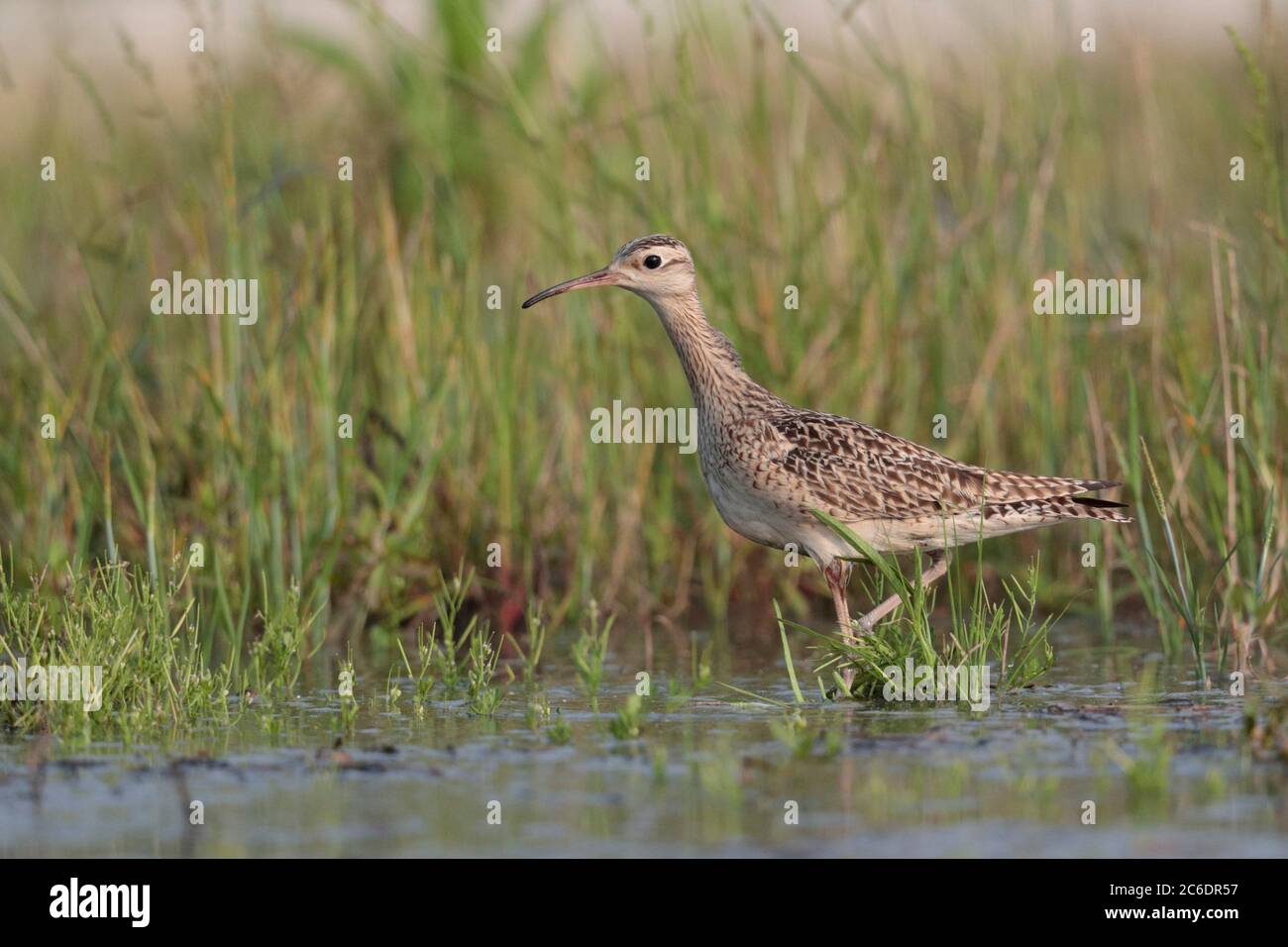 Petit Courlis (Numenius minutus), oiseau unique, se nourrissant dans le rizières en jachère, long Valley, Hong Kong. 19 avril 2020 Banque D'Images