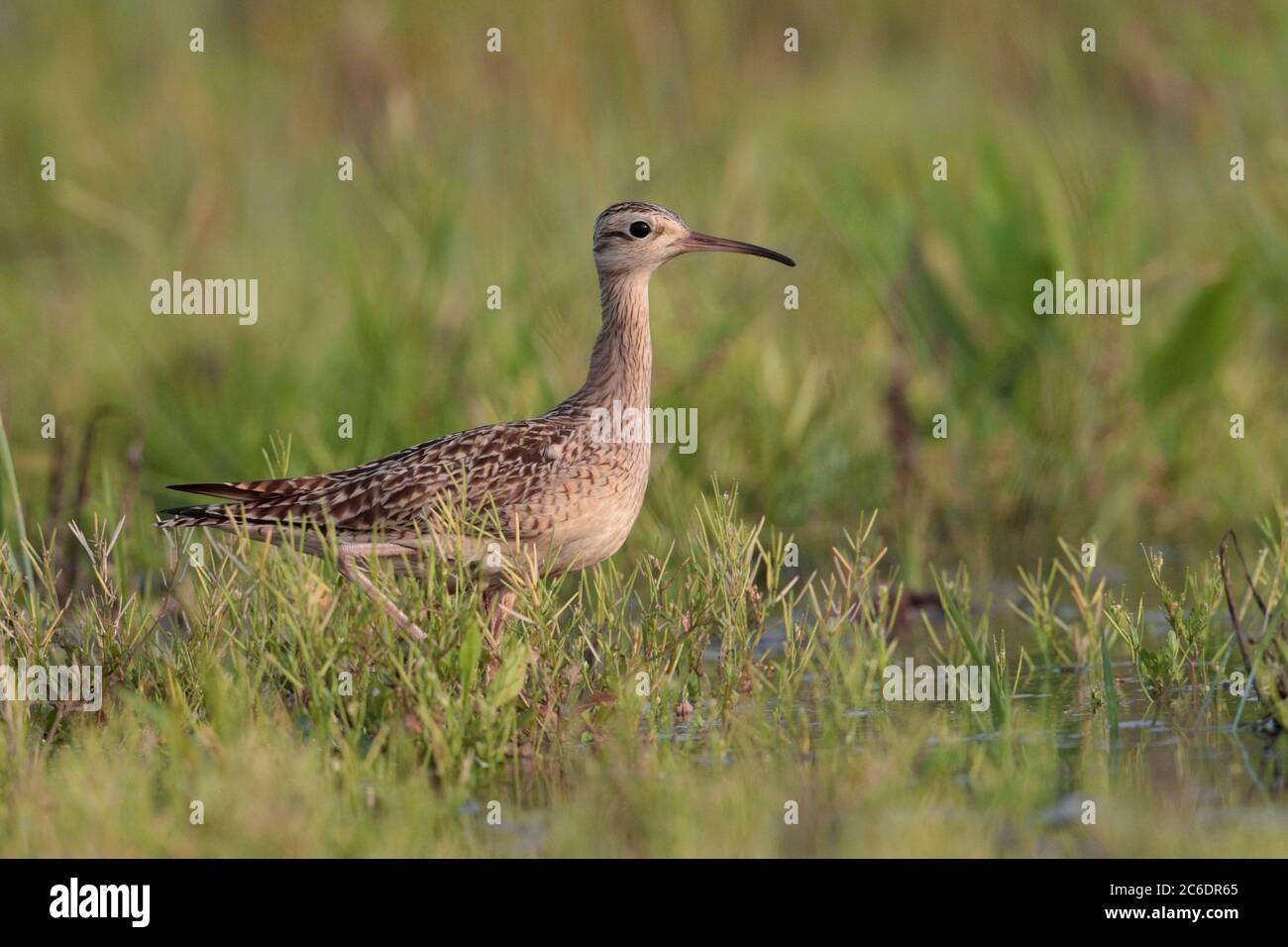 Petit Courlis (Numenius minutus), oiseau unique, se nourrissant dans le rizières en jachère, long Valley, Hong Kong. 19 avril 2020 Banque D'Images