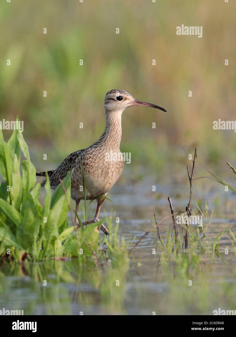 Petit Courlis (Numenius minutus), oiseau unique, se nourrissant dans le rizières en jachère, long Valley, Hong Kong. 19 avril 2020 Banque D'Images