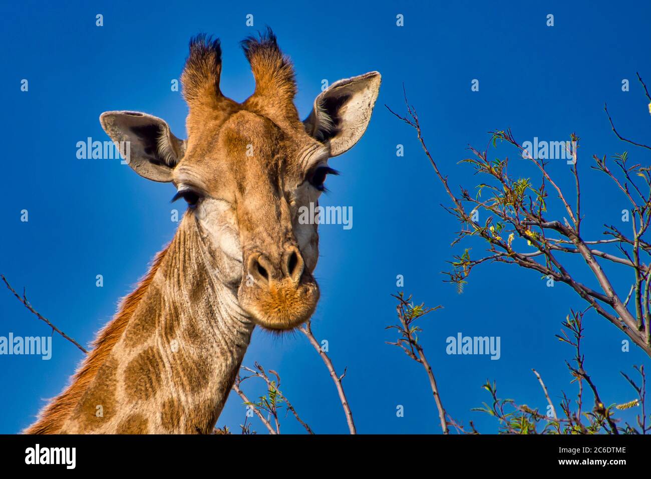 Girafe, Giraffa camelopardis, Parc national Kruger, Afrique du Sud, Afrique Banque D'Images