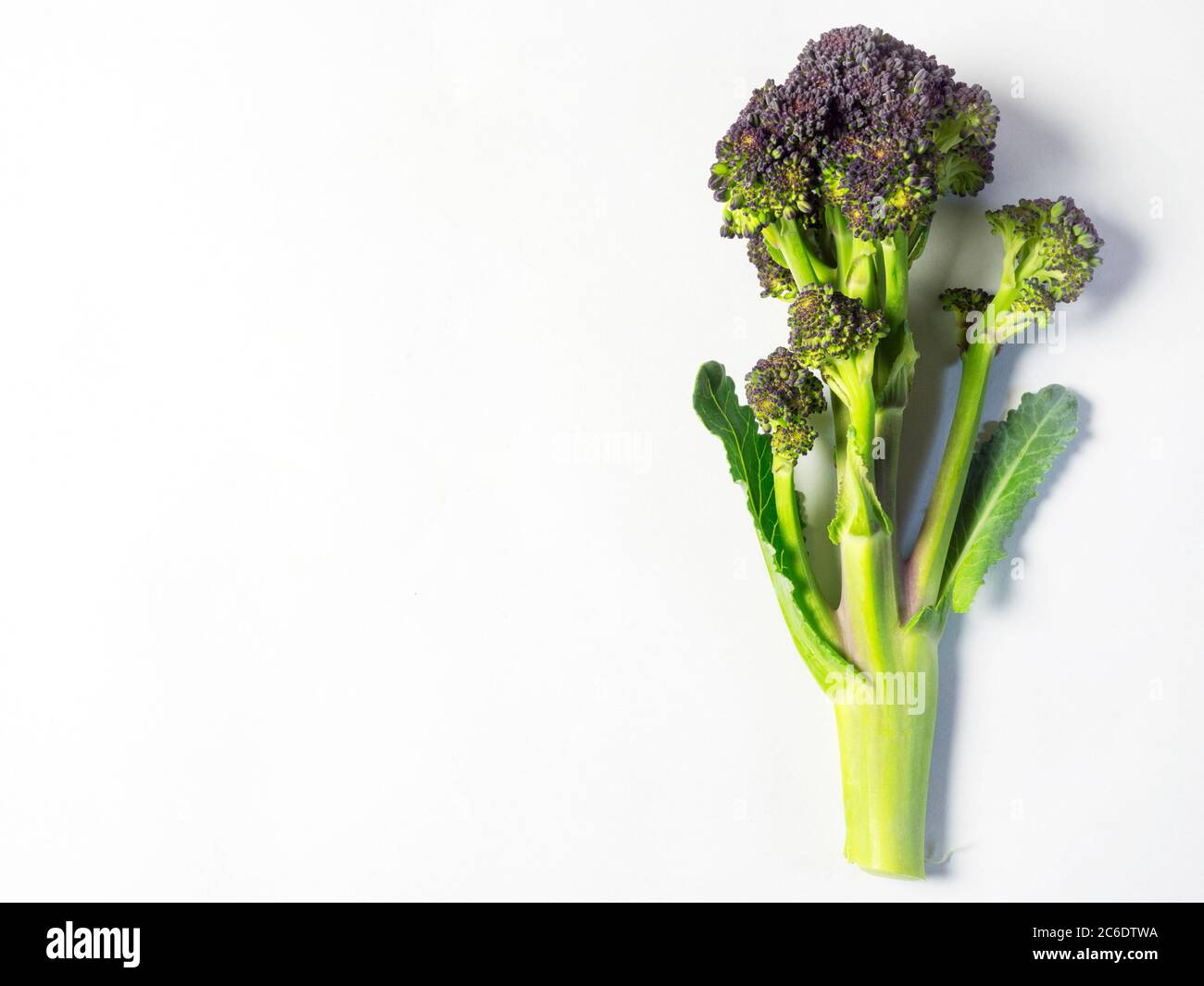 Une tige de brocoli pourpre piquant isolée sur un fond blanc avec un espace de copie Banque D'Images