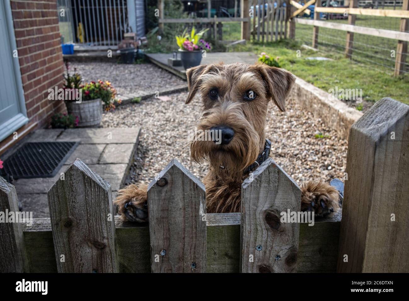 Terrier irlandais attendant à sa maison résidentielle, avec ses pattes le tenant sur la porte en bois, Angleterre, Royaume-Uni Banque D'Images