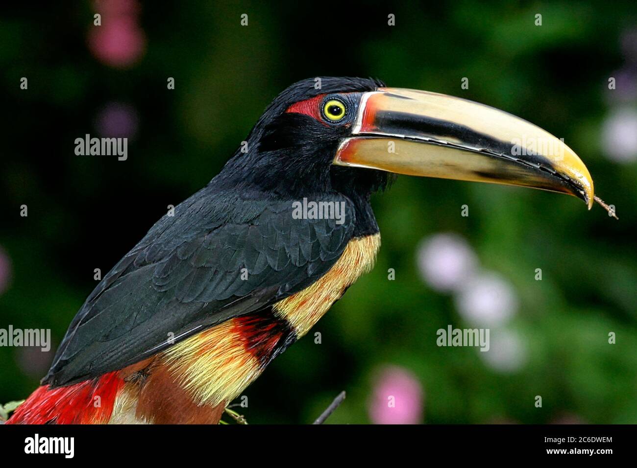 Aracari, Pteroglossus torquatus, Mindo Nambillo Cloud Forest Reserve, Pichincha, Equateur, AmericaBeak Banque D'Images