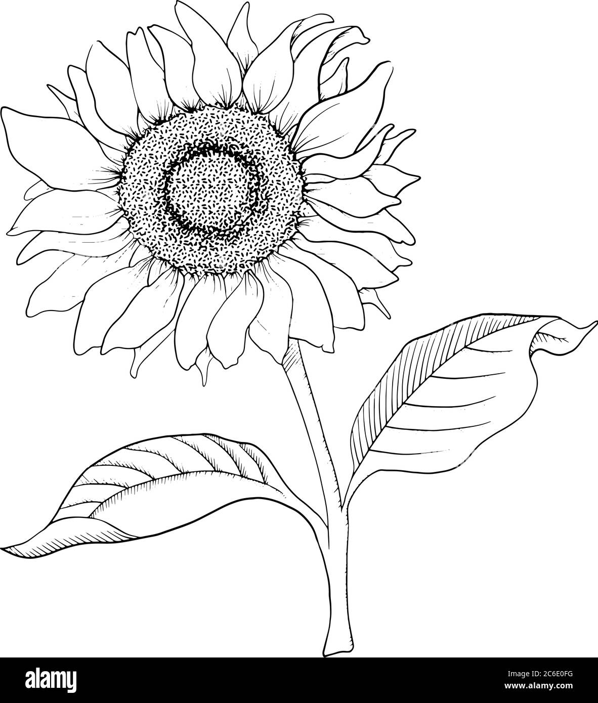Illustration de tournesol dessinée à la main avec dessin au trait de crayon vectoriel Illustration de Vecteur