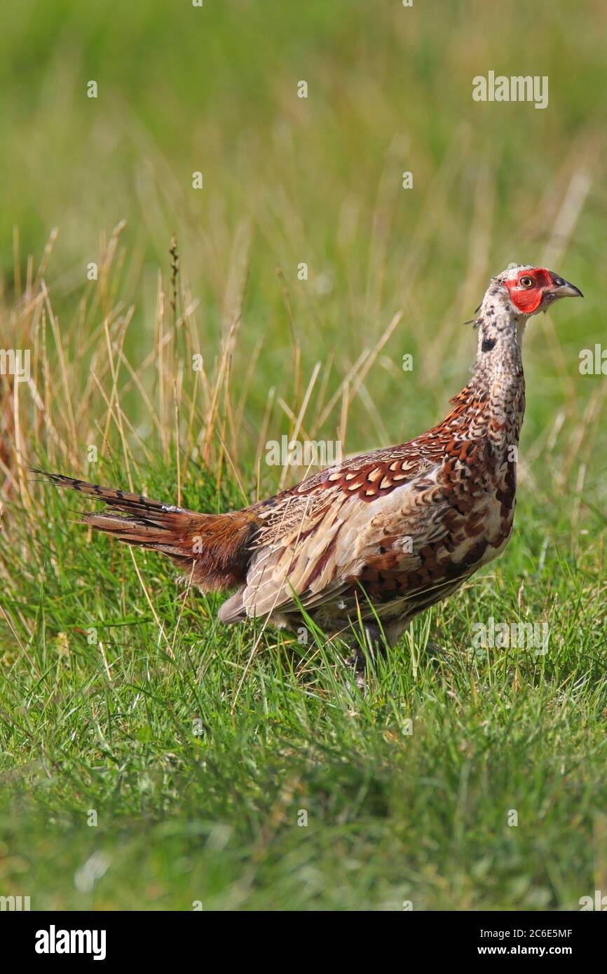 PHÉASANT (Phasianus colchicus), jeune homme muant dans un plumage adulte, Écosse, Royaume-Uni. Banque D'Images