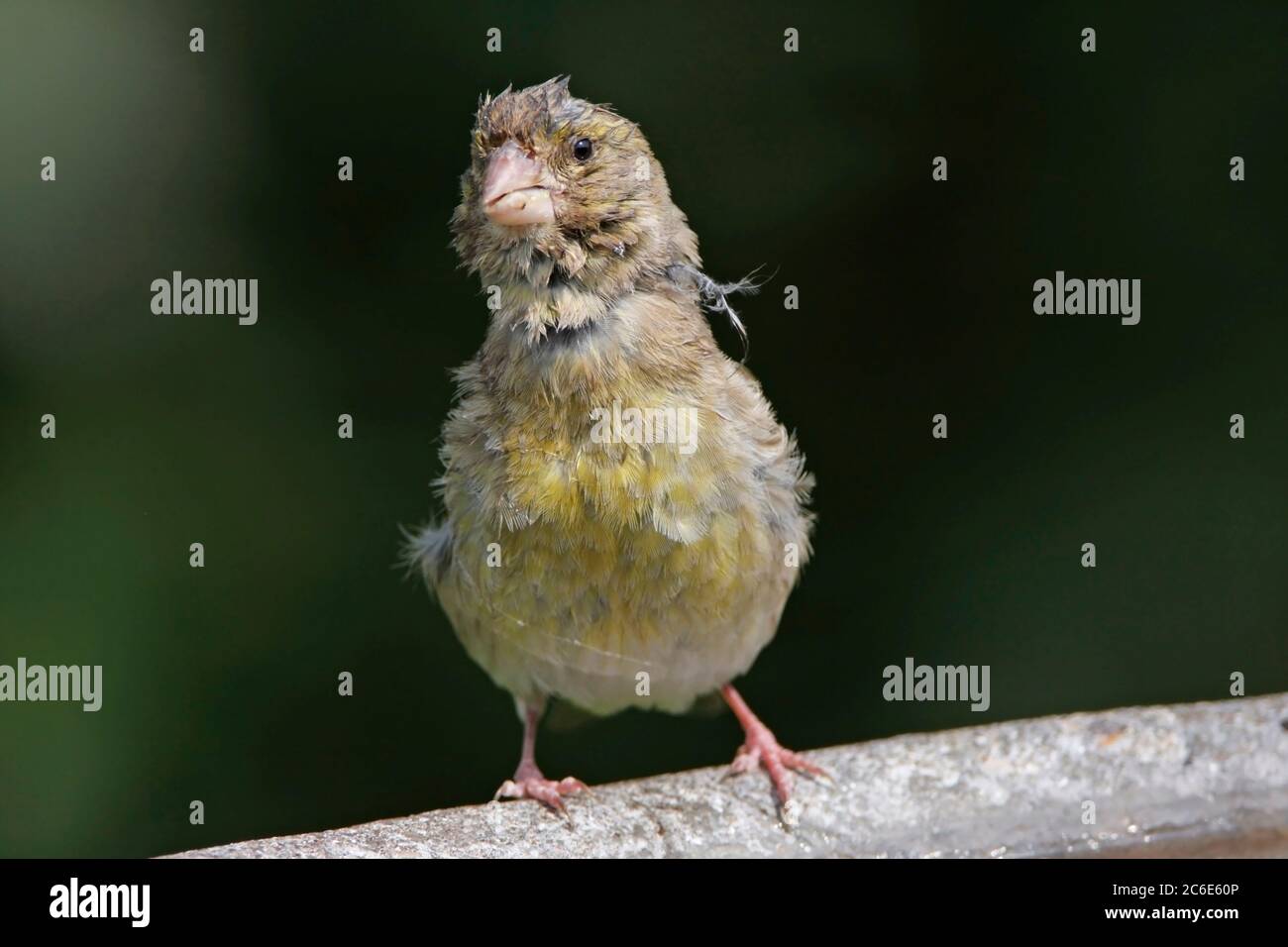 GREENFINCH (chloris chloris) avec trichomonose, Royaume-Uni. Banque D'Images