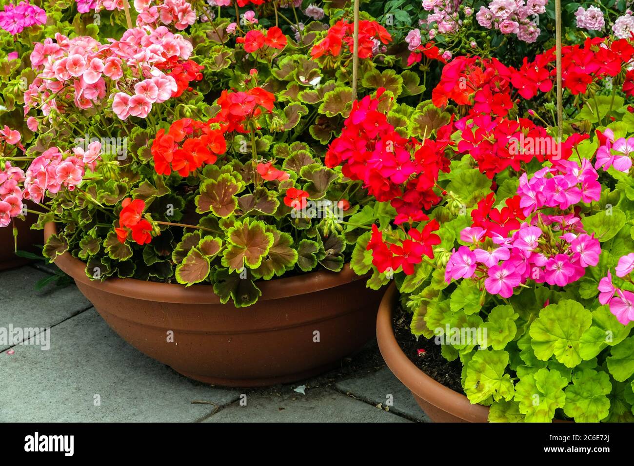 Géranium coloré en pots dans le jardin Banque D'Images