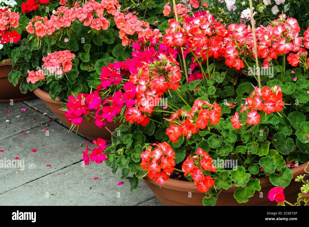 Géranium coloré en pots dans le jardin Banque D'Images