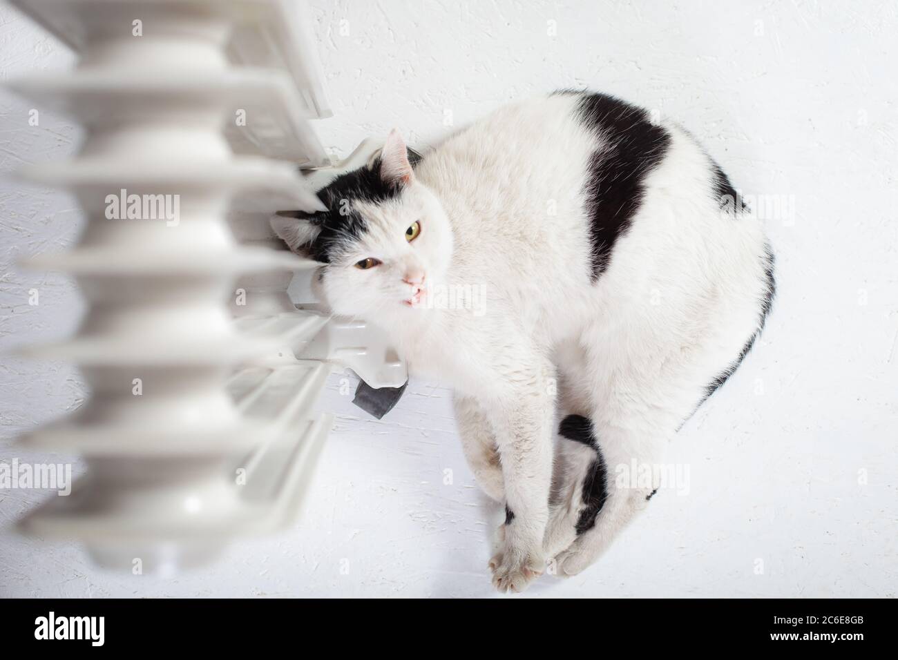 Le chat chauffe près de la batterie, un chauffage mobile, le chat a gelé,  un chat mignon. Le chat se trouve au niveau du chauffage Photo Stock - Alamy