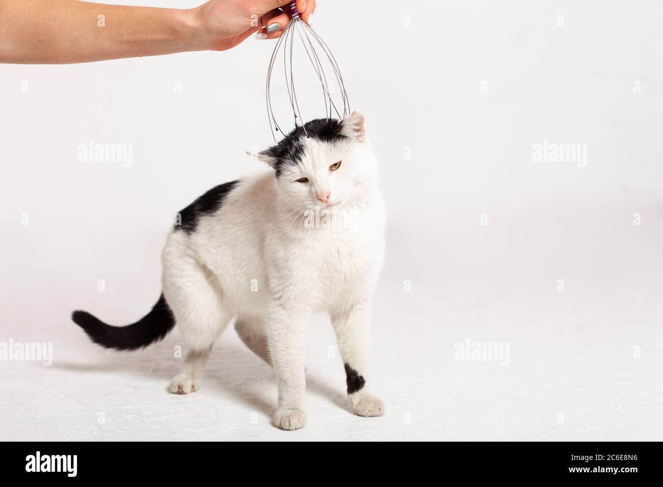 Cat Massage Banque D Image Et Photos Alamy