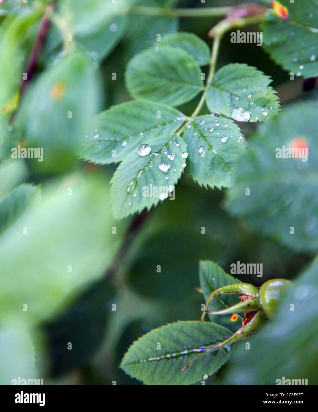 Gouttes de pluie sur les feuilles d'un rosehip vert non mûr Banque D'Images