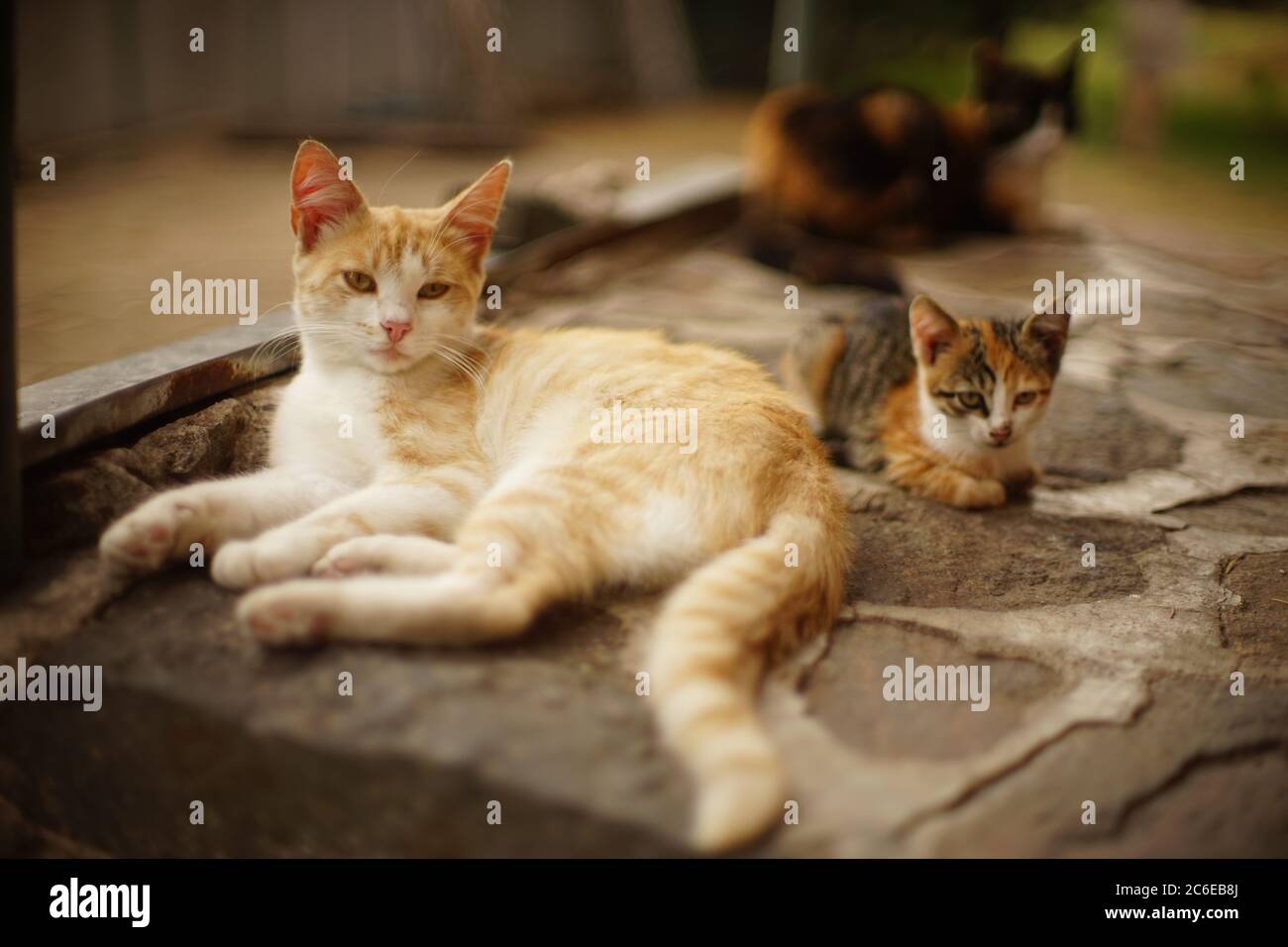 Le chat blanc au gingembre et le chaton tricolore se reposent dans un jardin d'été. Banque D'Images
