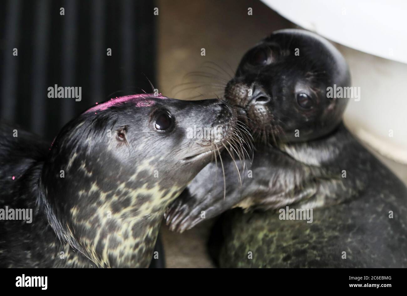 Des petits de phoques communs orphelins nommés 'IO' (à gauche) et  'Callisto' à Seal Rescue Ireland à Courtown, Co. Wexford. L'organisme  caritatif qui sauve, réhabilite et libère des phoques indigènes trouvés  malades,