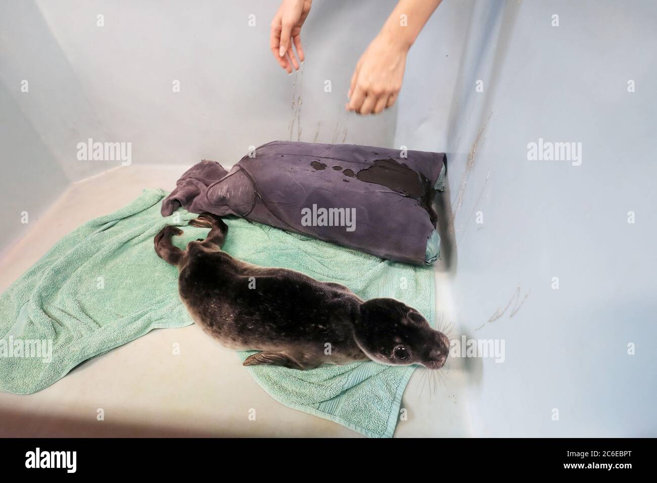 Un petit phoque commun orphelin d'une semaine nommé 'Andromma' avec un 'Wetsuit Mamma' à Seal Rescue Ireland à Courtown, Co. Wexford. L'organisme caritatif qui sauve, réhabilite et libère des phoques indigènes trouvés malades, blessés ou orphelins de toute la côte irlandaise utilise des combinaisons de plongée ou des « Mammas de combinaison » pour offrir un confort aux petits sauvés. Banque D'Images