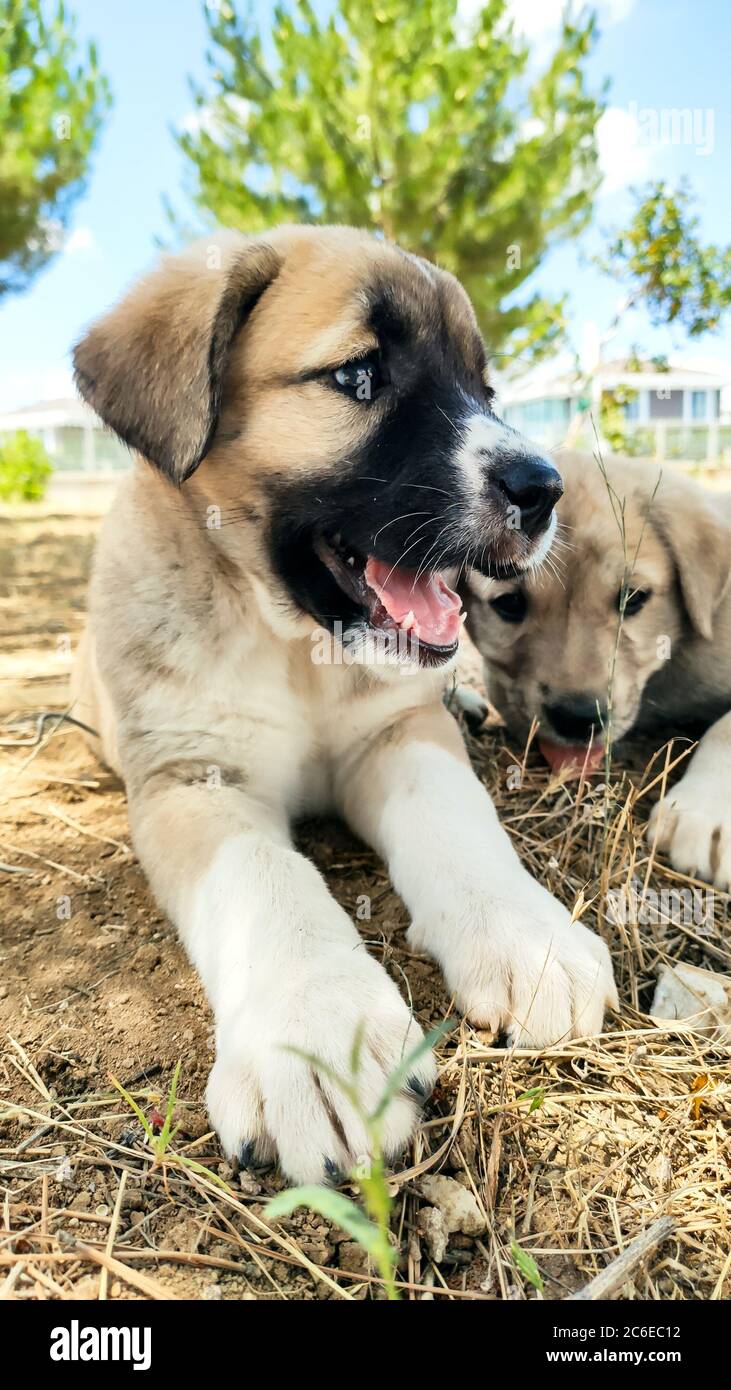 Chiot, chien de berger anatolien. Jouer avec son frère dans le jardin... Banque D'Images