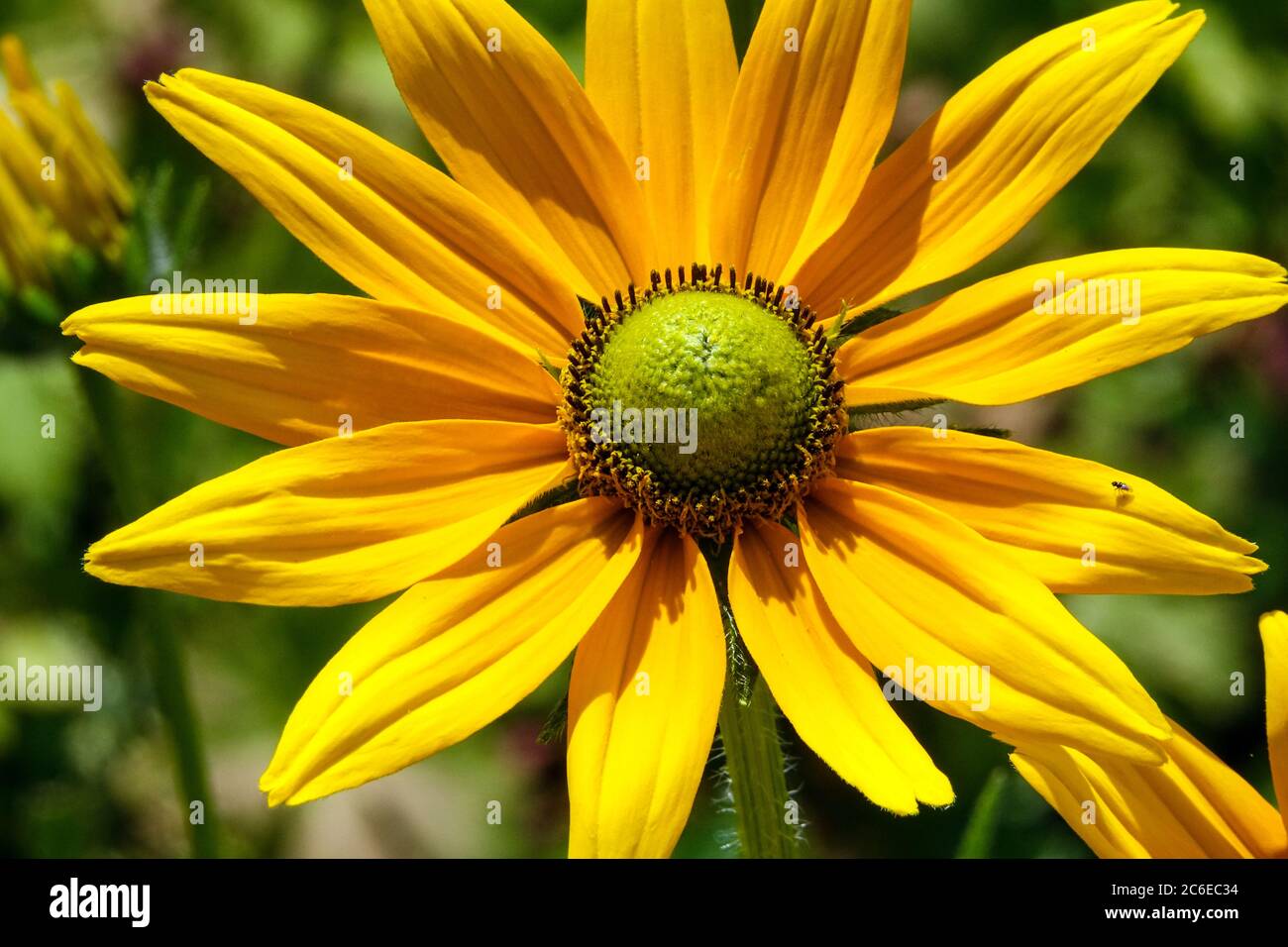 Rudbeckia hirta 'yeux irlandais' jaune fleur vert plante centrale Banque D'Images