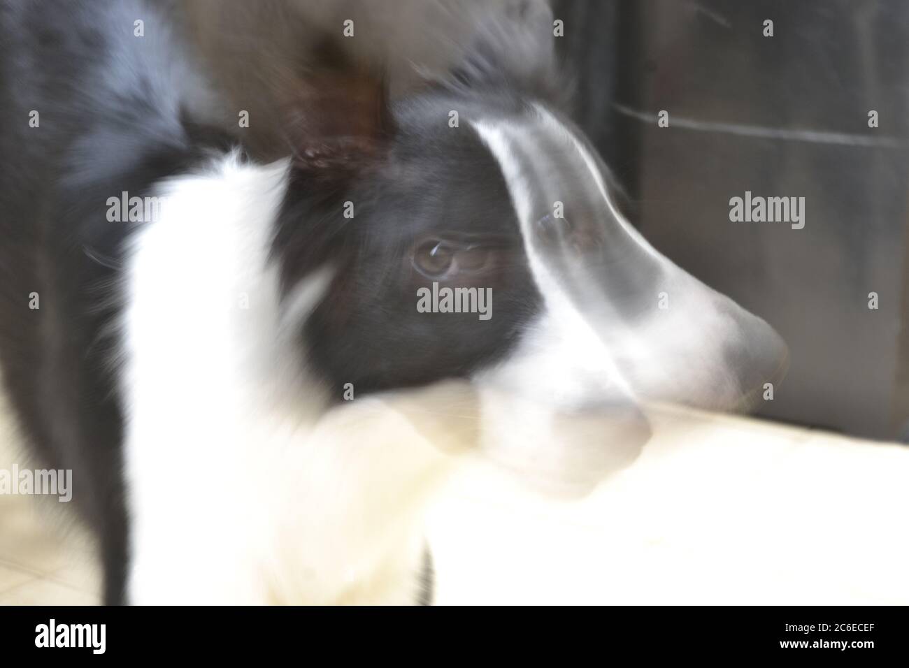 Chien Border Collie en ralenti, vitesse lente, posant pour la photo, intentionnellement flou, zoom photo avec arrière-plan flou, Brésil, Amérique du Sud Banque D'Images