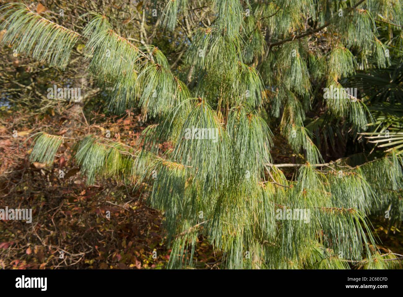 Feuillage vert d'un pin blanc Evergreen du Bhoutan (Pinus bhutanica) en pleine croissance dans un jardin du Devon rural, Angleterre, Royaume-Uni Banque D'Images