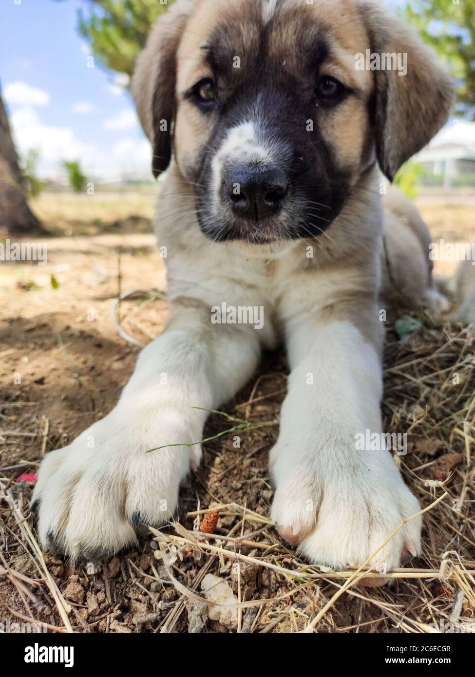 Chiot, chien de berger anatolien. Gros plan portrait…chien de berger anatolienne puppie jouant dans le jardin. Banque D'Images