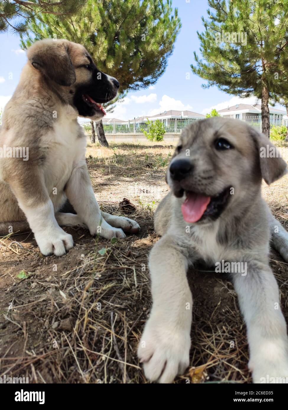Chiot, chien de berger anatolien. Jouer avec son frère dans le jardin... Banque D'Images