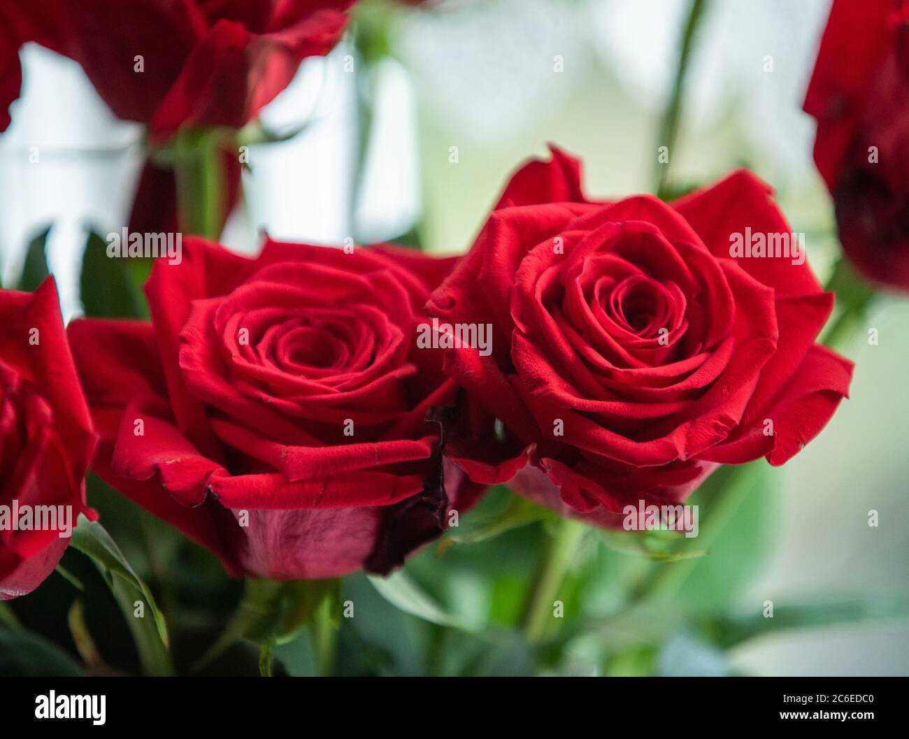 Garden rose, Chipping, Preston, Lancashire, Angleterre, Royaume-Uni. Banque D'Images
