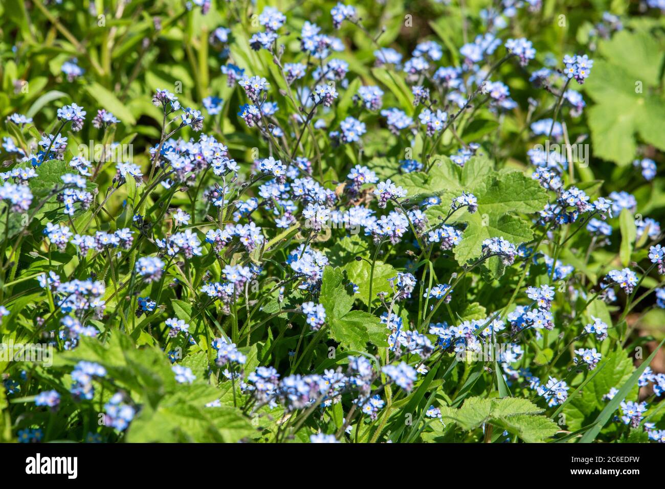 Wood Forget-Me-Not, Chipping, Preston, Lancashire, Royaume-Uni Banque D'Images