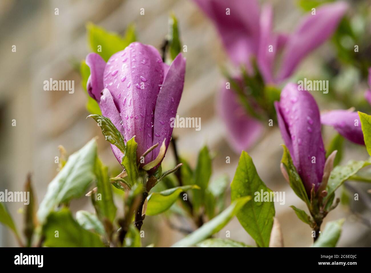 Fleur de Magnolia, Chipping, Preston, Lancashire, Royaume-Uni Banque D'Images