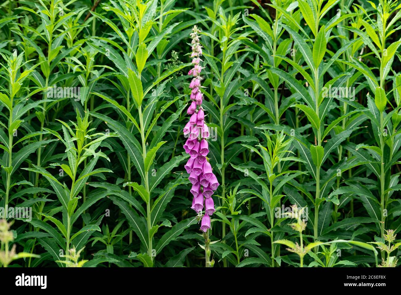 Un Foxglove qui pousse parmi Rosebay Willowherb, Chipping, Preston, Lancashire, Royaume-Uni Banque D'Images