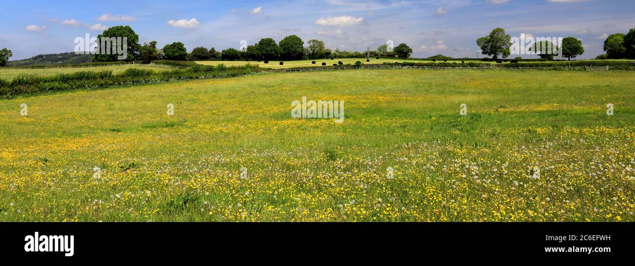 Summer Buttercup Field, Heage village, Derbyshire Angleterre Royaume-Uni Banque D'Images