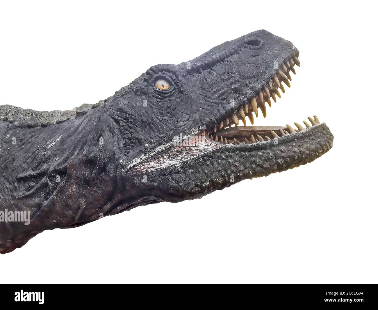 Tête de dinosaure TREX avec bouche ouverte isolée sur fond blanc Banque D'Images