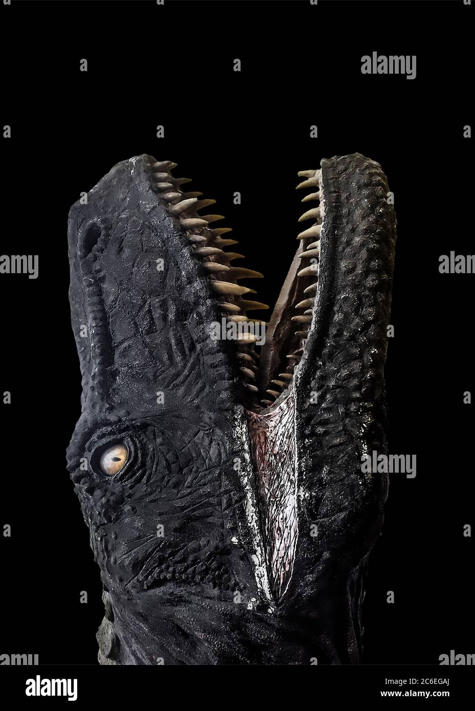 Tête de dinosaure TREX avec bouche ouverte isolée sur fond noir Banque D'Images