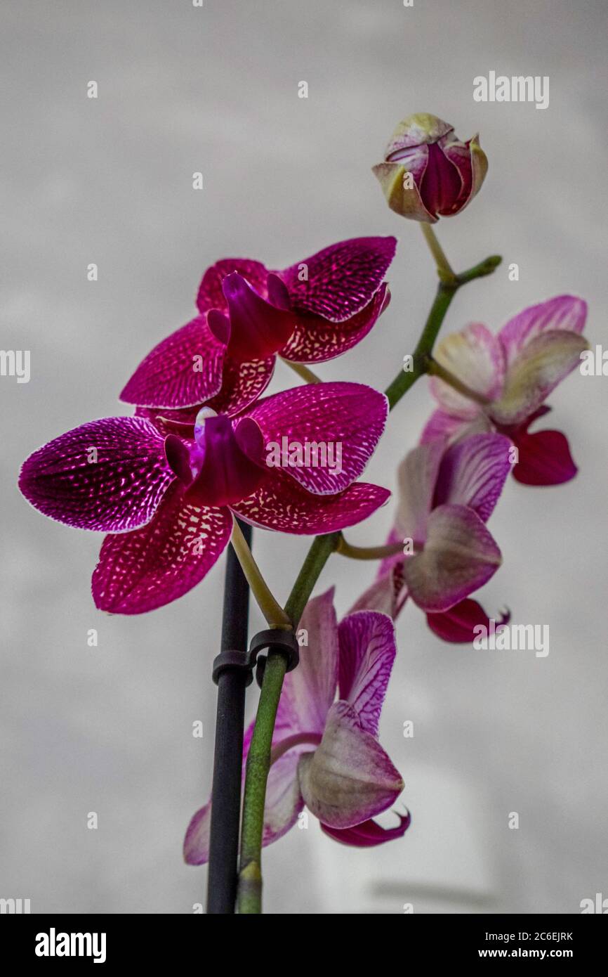 Phalaenopsis orchid violet purple bloom Banque de photographies et d'images  à haute résolution - Alamy