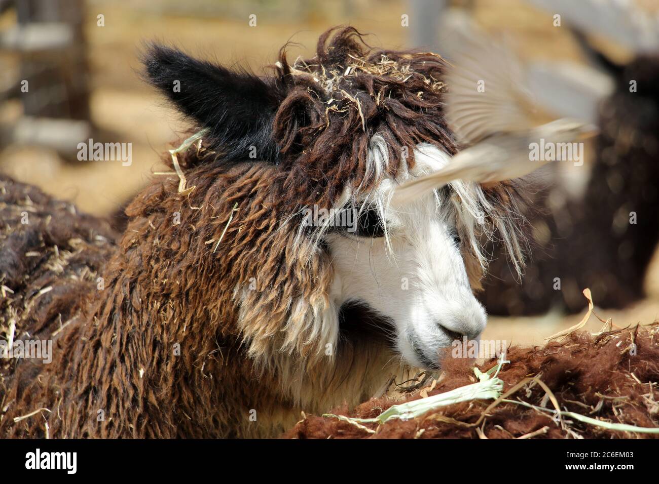 La ferme d'Alpaca à Mitzpe Ramon, Israël Banque D'Images