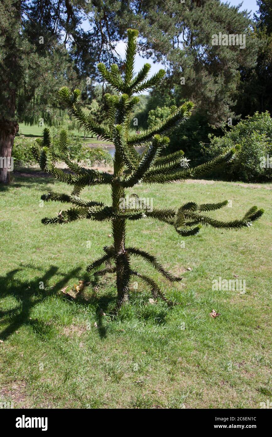 Un arbre de Puzzle de singe dans un jardin qui est une espèce d'Araucarias également connu sous le nom de PIN de Chili Banque D'Images